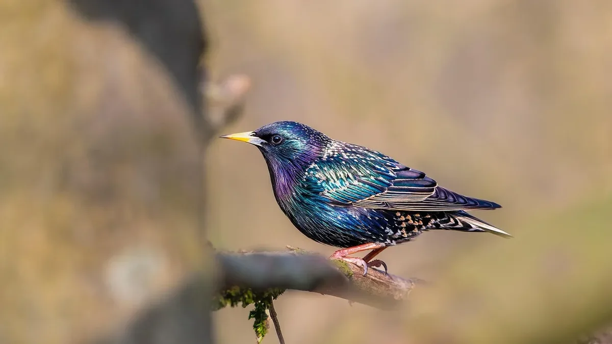 A starling perched on a branch, facing left.